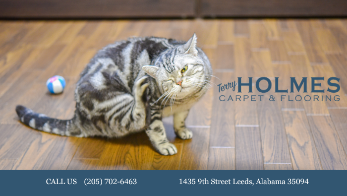 Scratch-Resistant Flooring Options for Birmingham Area Homes